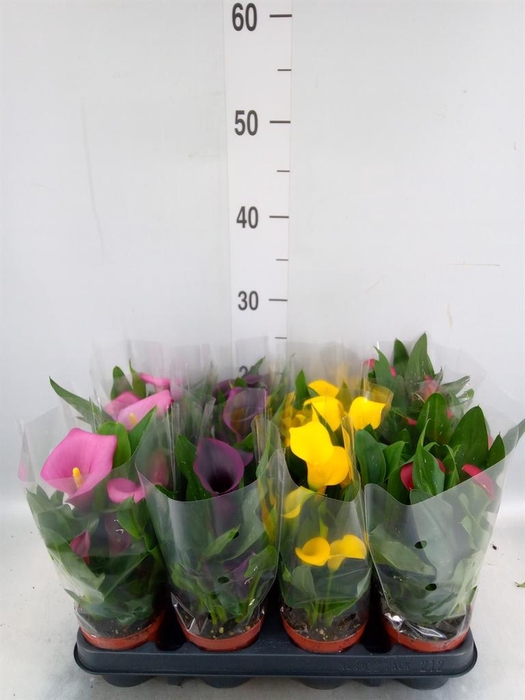 <h4>Zantedeschia   ...mix</h4>