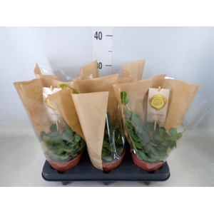 Peperomia tetraphylla 'Hope'