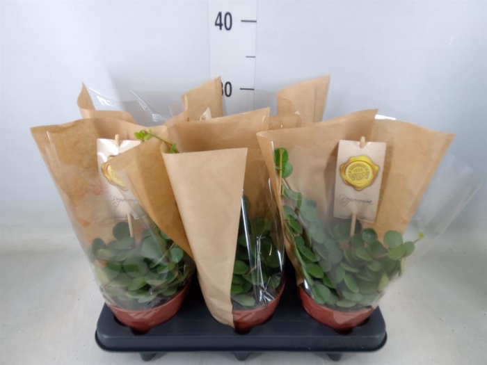 <h4>Peperomia tetraphylla 'Hope'</h4>