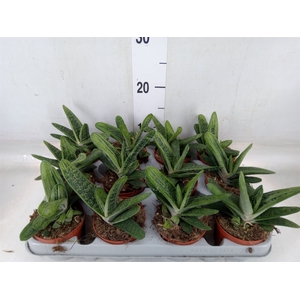 Gasteria  'Little Warty'