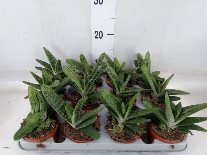 <h4>Gasteria  'Little Warty'</h4>