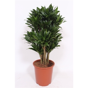 Dracaena Compacta