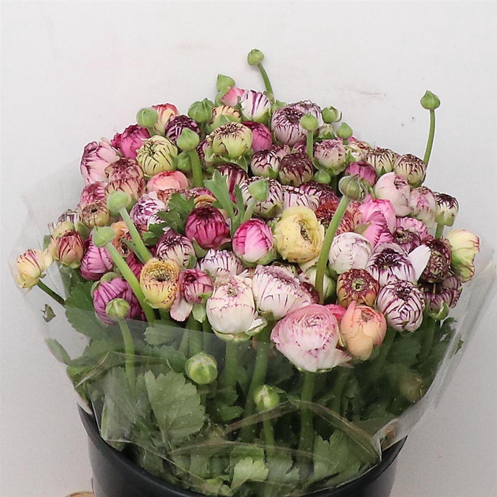 <h4>Ran El Stripe Mix L35</h4>