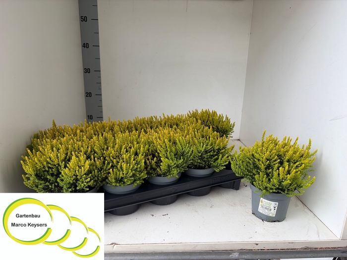 <h4>CALLU SKYLINE GEM</h4>