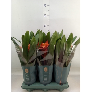 Guzmania  'Fiero Orange'