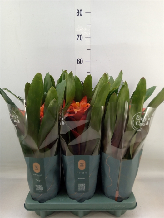 <h4>Guzmania  'Fiero Orange'</h4>