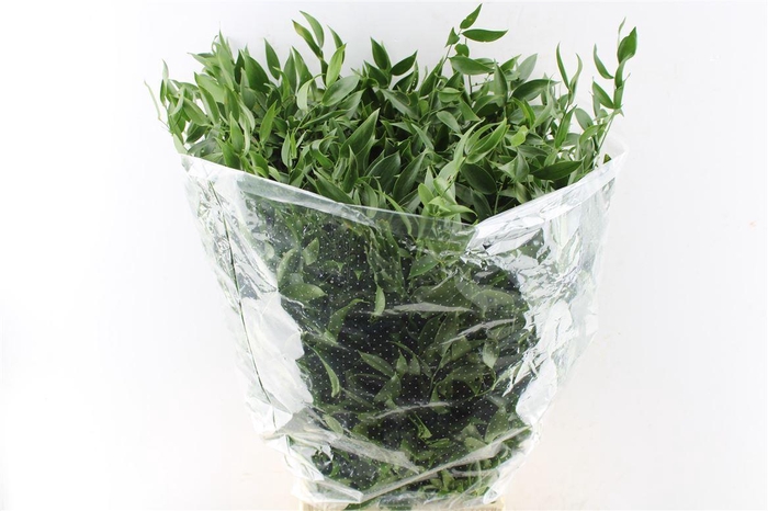 <h4>Ruscus Italy Medium 120 Gram</h4>