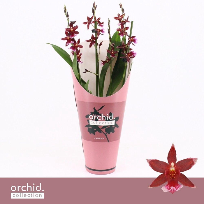 <h4>Barrocco Red, 3/4-spike 'Orchid Collection' Potcover</h4>