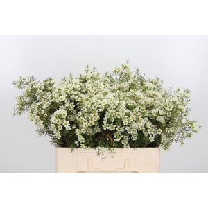 Chame Ivory Pearl