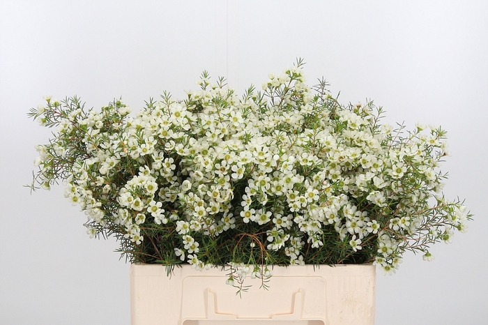 <h4>Chame Ivory Pearl</h4>