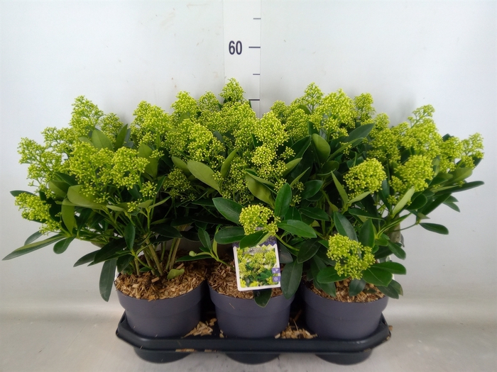 <h4>Skimmia jap. 'Finchy'</h4>