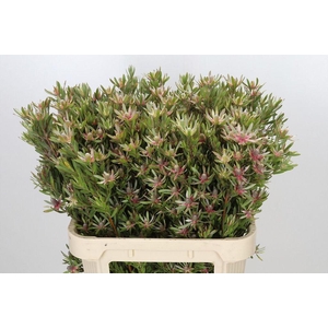 Leucadendron ayoba star pearl