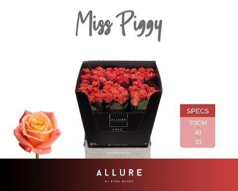 <h4>ROSA GR 'MISS PIGGY'</h4>