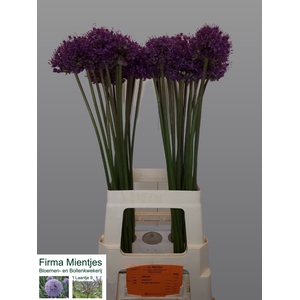 Allium Statos