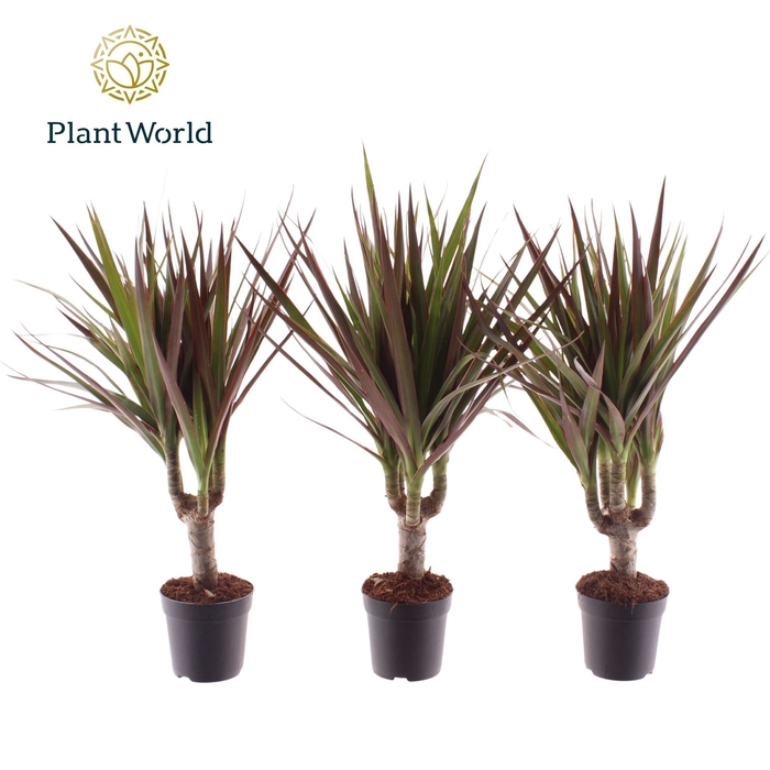 Dracaena Magenta
