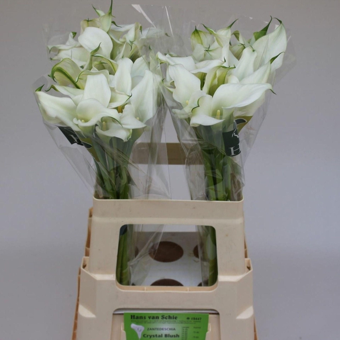 <h4>CALLA  'CRYSTAL BLUSH'</h4>