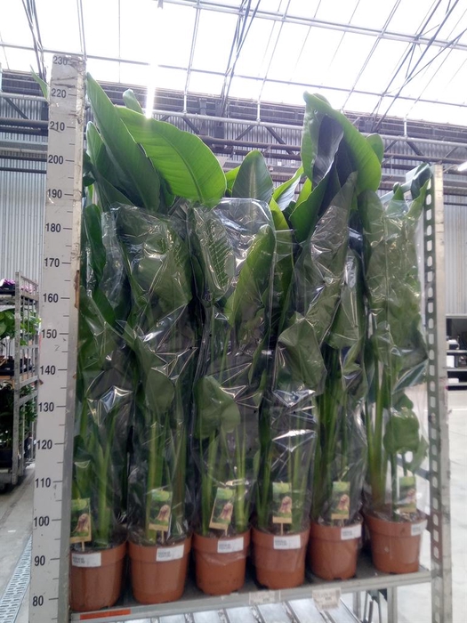 <h4>Strelitzia nicolai</h4>
