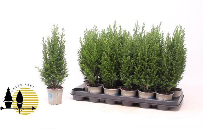 <h4>Cham L Ellwoodii</h4>