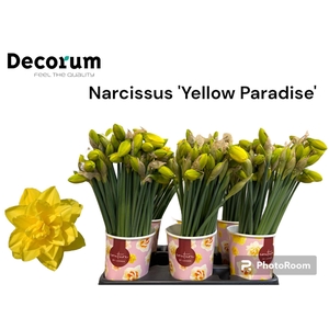 NARC DU YELLOW PARAD