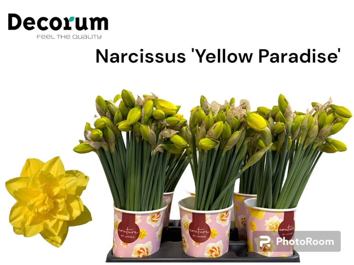 <h4>NARC DU YELLOW PARAD</h4>