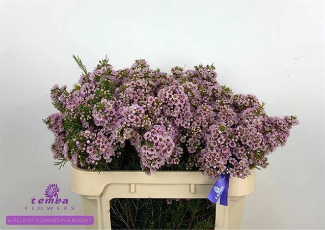 <h4>CHAME UN TITAN</h4>