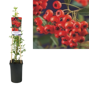 Pyracantha c. 'Red Column' +light label