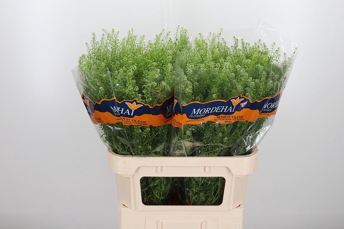 <h4>Lepidium Green Bell</h4>