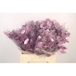 Euca Populus Berry V Purple Metallic