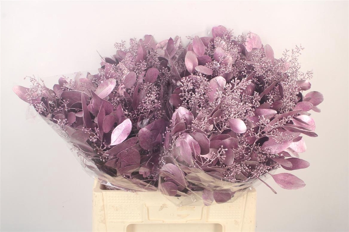 <h4>Euca Populus Berry V Purple Metallic</h4>