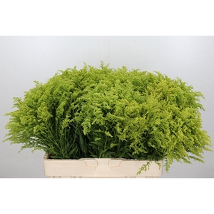 Solidago Tara Gold