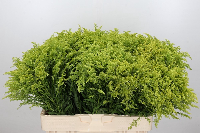 <h4>Solidago Tara Gold</h4>