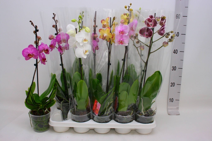 PHAL GEM