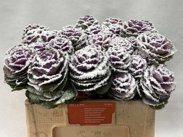 <h4>BRASS KLB H%</h4>