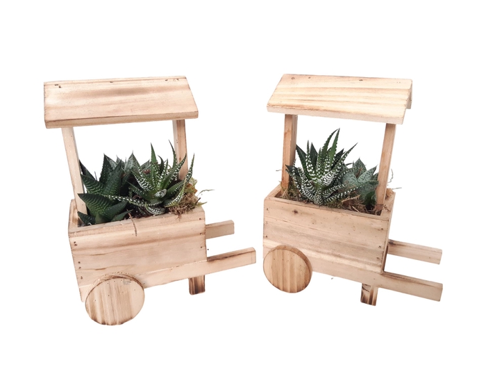 <h4>Arr.   Kamerplant Groen L%</h4>
