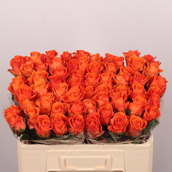 <h4>R GR ON FIRE</h4>