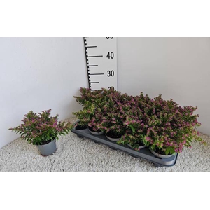 CUPH HYSSOPIFOLIA