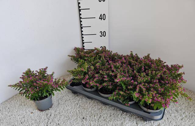 <h4>CUPH HYSSOPIFOLIA</h4>