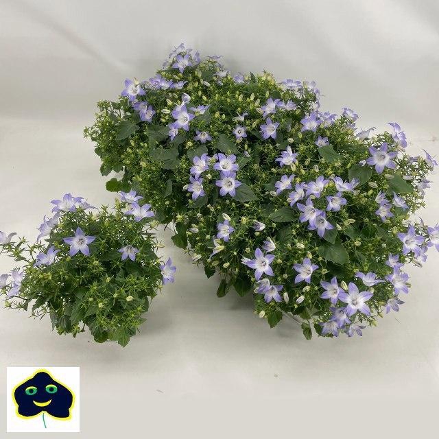 <h4>CAMP ST BIC STAR</h4>