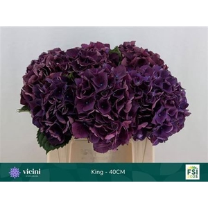 Hydr M Royal King