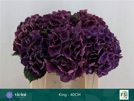 <h4>Hydr M Royal King</h4>