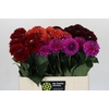 Dahlia   ...mix /bos
