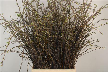 <h4>Kersebloesem P Bos Extra</h4>