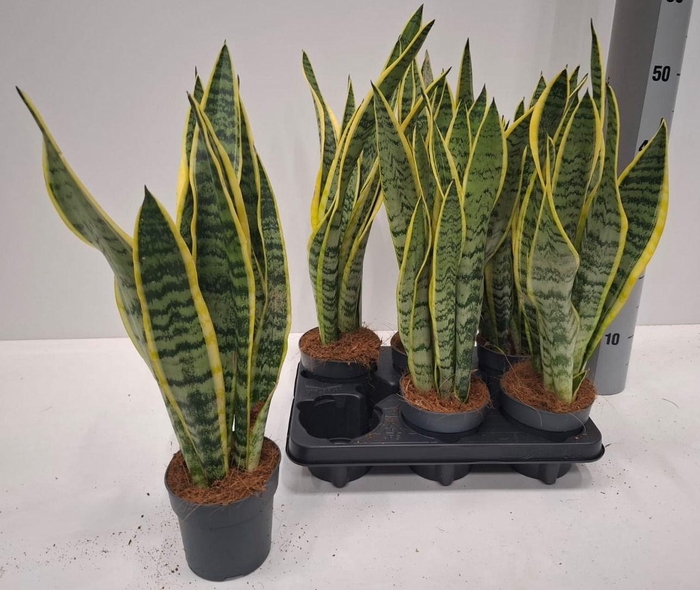 <h4>SANSEV LAURENTII</h4>