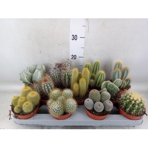 Cactus   ...mix
