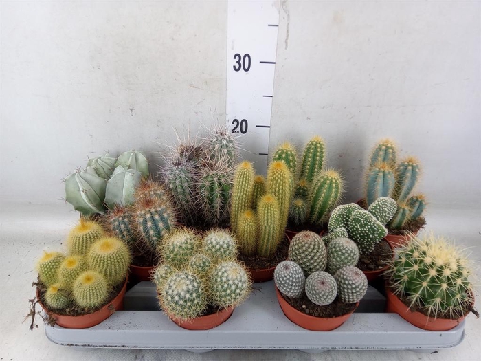 <h4>Cactus   ...mix</h4>