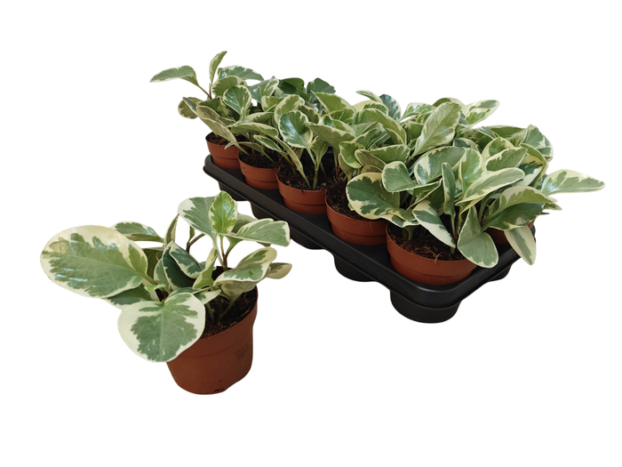 <h4>PEP OBT VARIEGATA</h4>