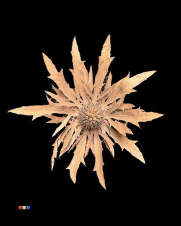 <h4>Eryngium Terracotta</h4>