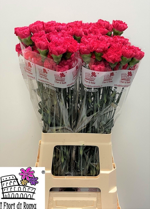 <h4>DI ST BIZET</h4>