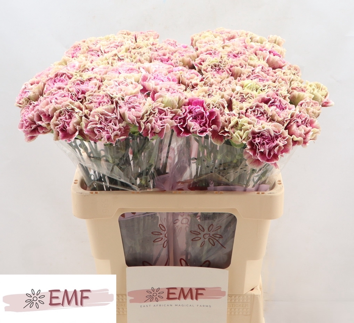 <h4>DI ST ANTIGUA</h4>