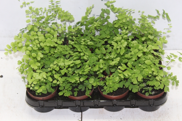 <h4>AVENCA VARIADA P09</h4>
